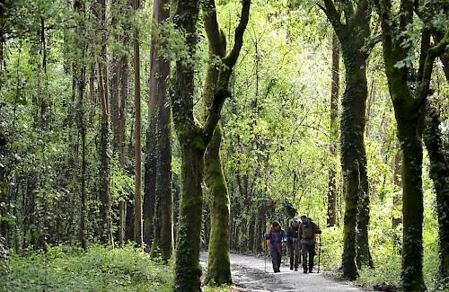 Crossing a forest