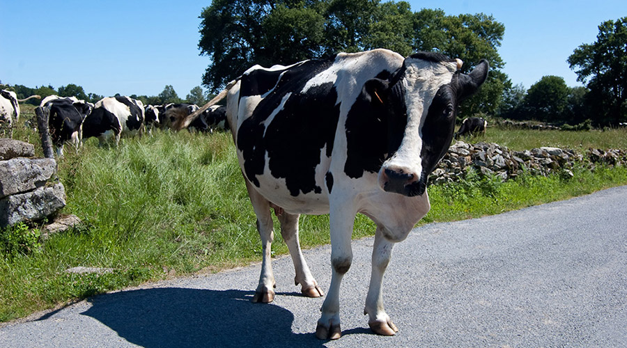 A group of curious cows (Photo by Jesús Pérez Pacheco on Flickr)