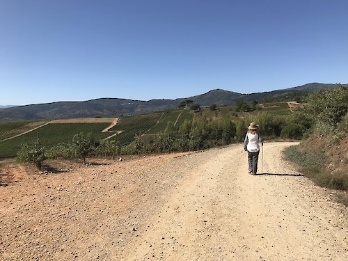 Pilgrim on the Camino